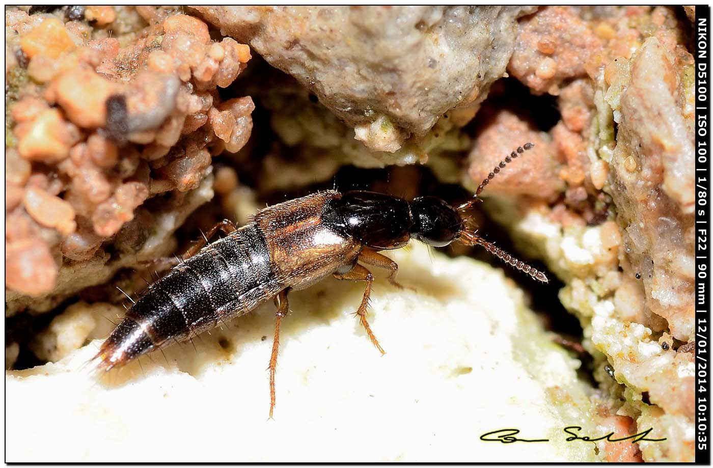 Dermaptera? No, Staphylinidae: Quedius sp.